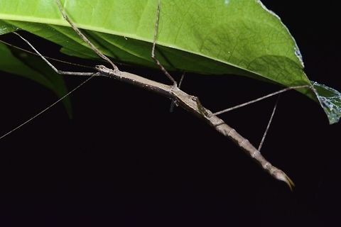 Stick Insect, Phasmid - Rhamphosipyloidea sp Female, brown variation Female phasmid from the genus Rhamphosipyloidea.
She has half wings. This is a brown variation.  Picture of the green variation can be seen here :

https://www.jungledragon.com/image/48440/stick_insect_phasmid_-_rhamphosipyloidea_sp.html

Key feature of the genus Rhamphosipyloidea is the pointed genitalia, which she will use to drill her eggs into substrates. Geotagged,Palaui,Phasmid,Philippines,Rhamphosipyloidea,Rhamphosipyloidea sp,Spring,Stick Insect,north luzon