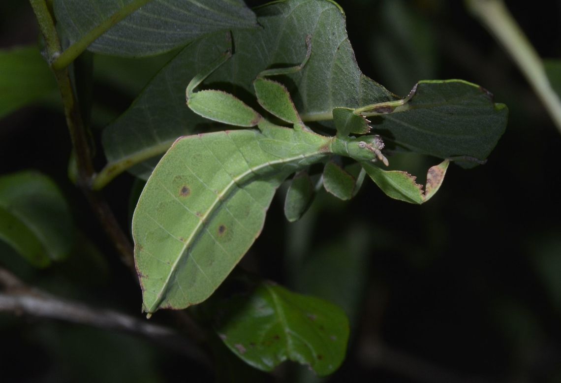 Leaf This is a nymph of Leaf Insect - Phyllium bonifacioi.<br />
Found on a guava tree, which is their food plant, with its widened abdomen, it imitates the leaf, hence its common name, Leaf Insect. Geotagged,Leaf Insect,Palaui,Philippines,Phyllium bonifacioi,Spring,north luzon