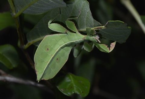 Leaf This is a nymph of Leaf Insect - Phyllium bonifacioi.
Found on a guava tree, which is their food plant, with its widened abdomen, it imitates the leaf, hence its common name, Leaf Insect. Geotagged,Leaf Insect,Palaui,Philippines,Phyllium bonifacioi,Spring,north luzon