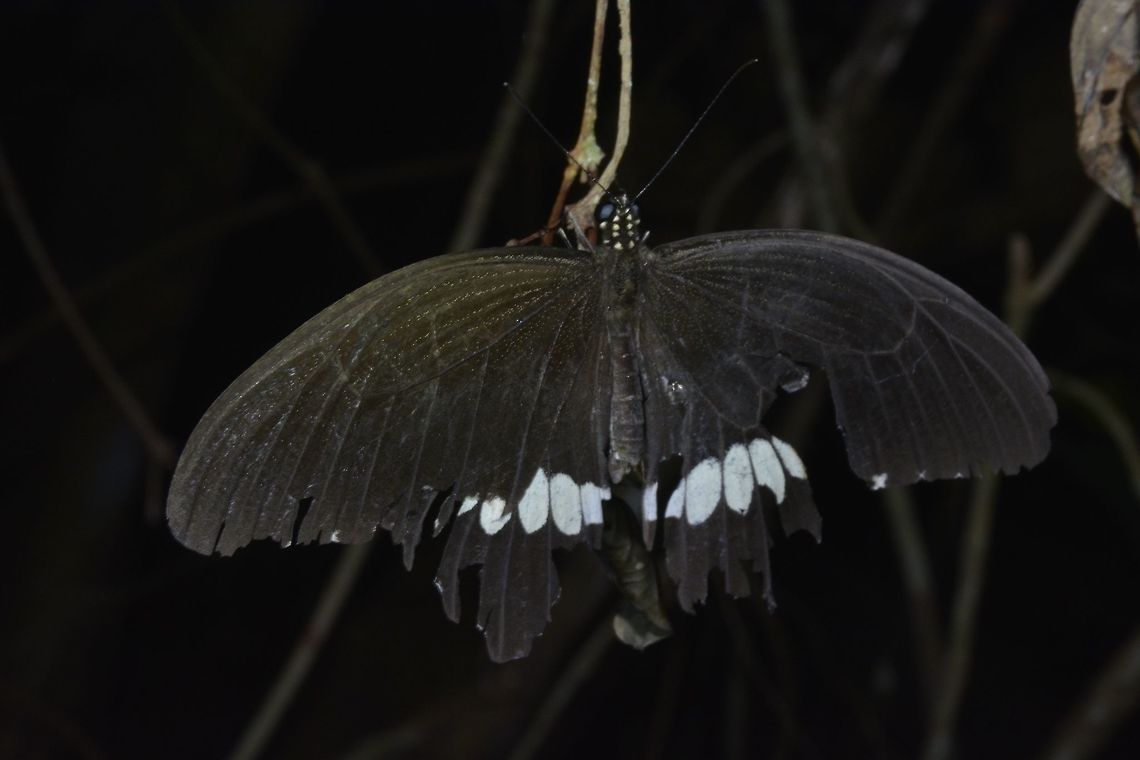 Common Mormon - Menelaides polytes ledebouria  Butterfly,Common Mormon,Geotagged,Menelaides polytes ledebouria,Palaui,Philippines,Spring,north luzon
