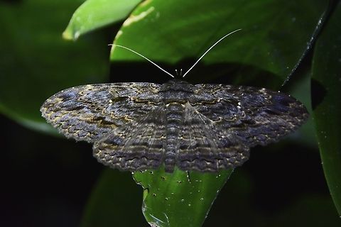 Anisoneura salebrosa