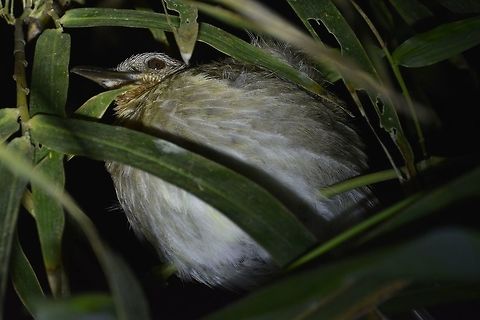 Sleeping Bird Saw this bird during a night walk in Palaui Island, it was sleeping. Bird,Geotagged,Palaui,Philippines,Spring,north luzon