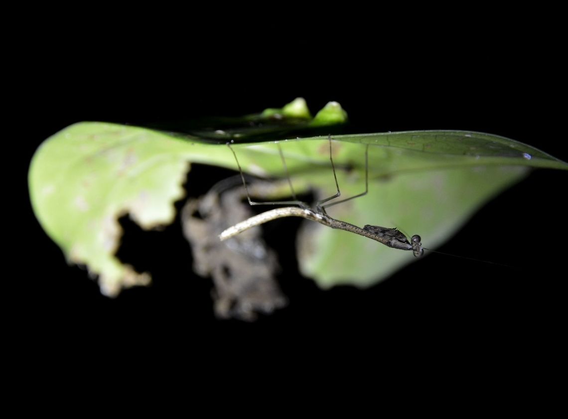 Baby Mantis Juvenile Praying Mantis Geotagged,Mantis,Palaui,Philippines,Praying Mantis,Spring,north luzon
