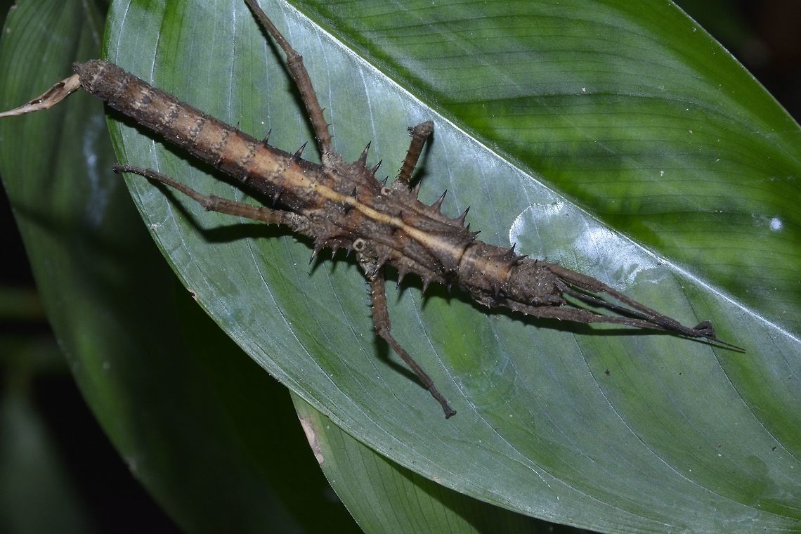 Do you see my face? This a female Phasmid from the genus Tisamenus under the sub-family of Obriminae.<br />
The distinctive feature of species from this genus is the triangular shaped structure on the thorax.<br />
All species from Obriminae sub-family are spiny,<br />
Another key feature can be found from the genus Tisamenus is the 'false eyes' giving the look of a tribal face on its back. Geotagged,Palaui,Phasmid,Philippines,Spring,Stick Insect,Tisamenus draconinus,north luzon