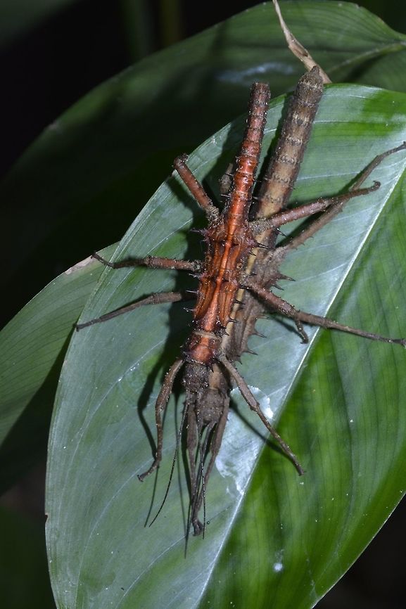 Spiny Couple This is a pair of Phasmid from the genus Tisamenus.<br />
 Geotagged,North Luzon,Palaui,Phasmid,Philippines,Spring,Stick Insect,Tisamenus draconina,Tisamenus draconinus