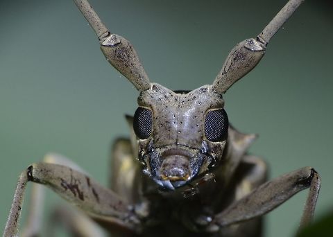Longhorn Beetle close-up Close-up of the face of a Longhorn Beetle.
Picture of the full Beetle can be seen here :

https://www.jungledragon.com/image/48439/longhorn_beetle.html
 Beetle,Geotagged,Longhorn Beetle,Palaui,Philippines,Spring,north luzon