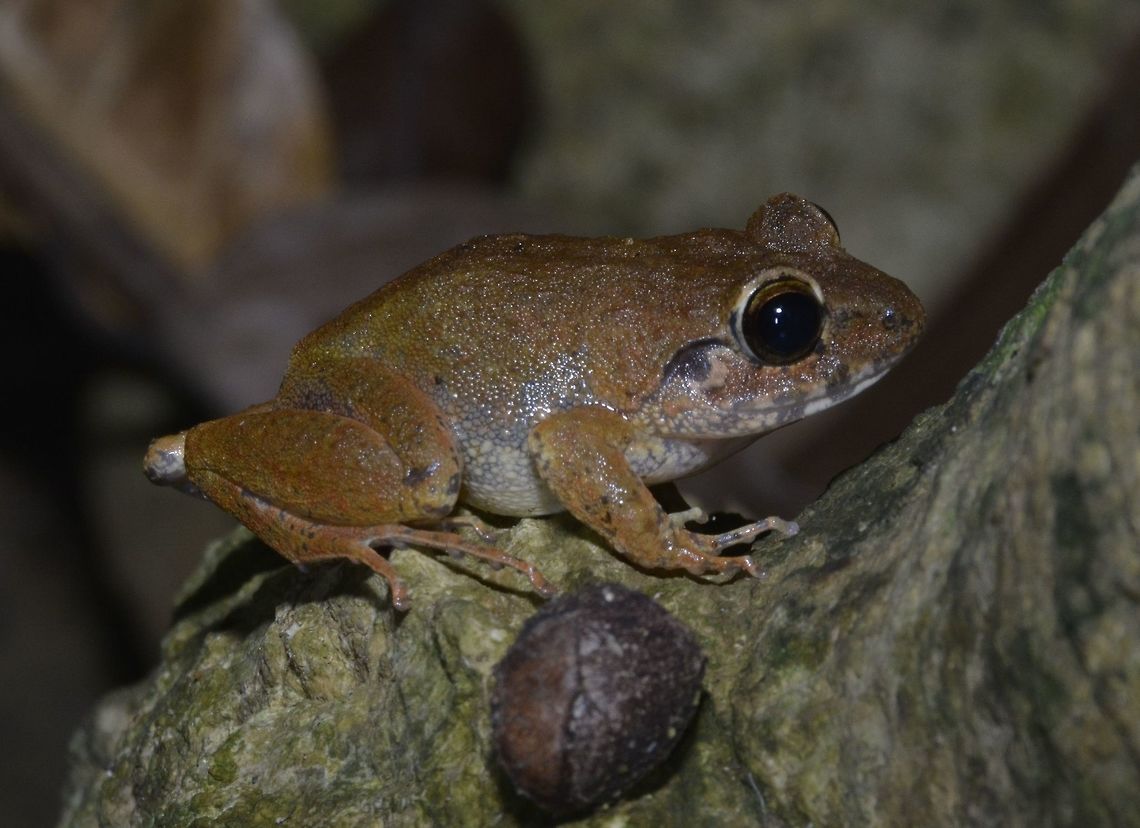 Frog Small Frog, found along a stream on the island of Palaui Frog,Geotagged,Palaui,Philippines,Spring,north luzon