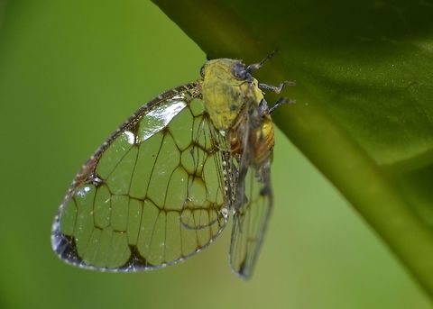 Transparent wings Small Planthopper with transparent wings, from the family of Ricaniidae. Geotagged,Palaui,Philippines,Planthopper,Spring,north luzon