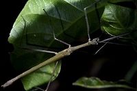 Stick Insect, Phasmid - Undescribed species, Male This is a male Phasmid of a possibly new genus of an unknown species, from the sub-family of Necrosciinae.<br />
<br />
Have came across similar looking Phasmids from different locations of Philippines, with similar key feature of the enlarged tegmina, which we just referred to as 'hunchback'.<br />
<br />
Picture of the female of this species can be seen here :<br />
<br />
https://www.jungledragon.com/image/48455/stick_insect_phasmid_-_undescribed_species_female.html<br />
 Geotagged,Palaui,Phasmid,Philippines,Spring,Stick Insect,north luzon