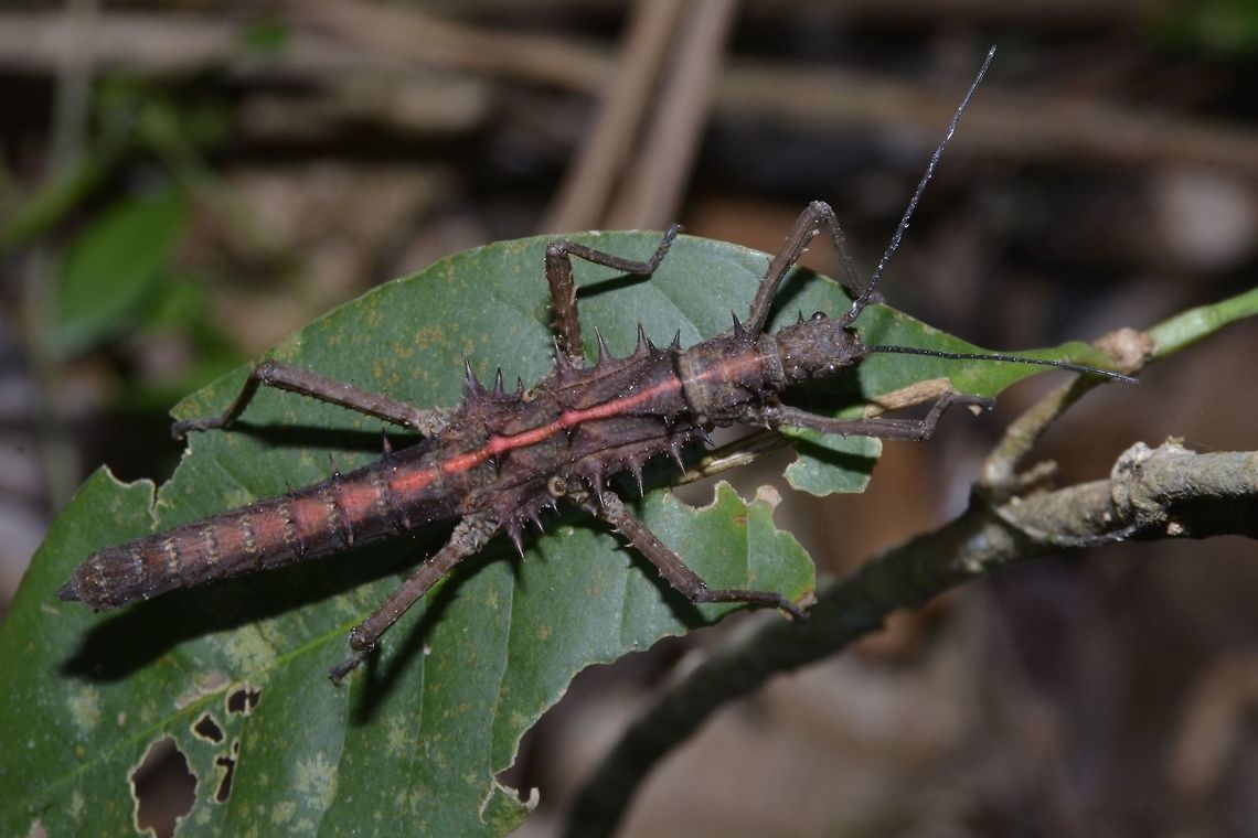 Red Band First time to see this red band variation on this Stick Insect from the genus of Tisamenus. Geotagged,Palaui,Phasmid,Philippines,Spring,Stick Insect,Tisamenus,Tisamenus sp,north luzon