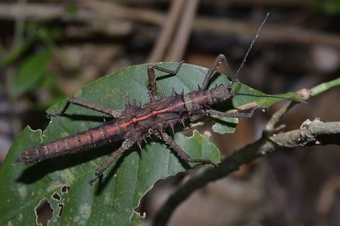 Red Band First time to see this red band variation on this Stick Insect from the genus of Tisamenus. Geotagged,Palaui,Phasmid,Philippines,Spring,Stick Insect,Tisamenus,Tisamenus sp,north luzon