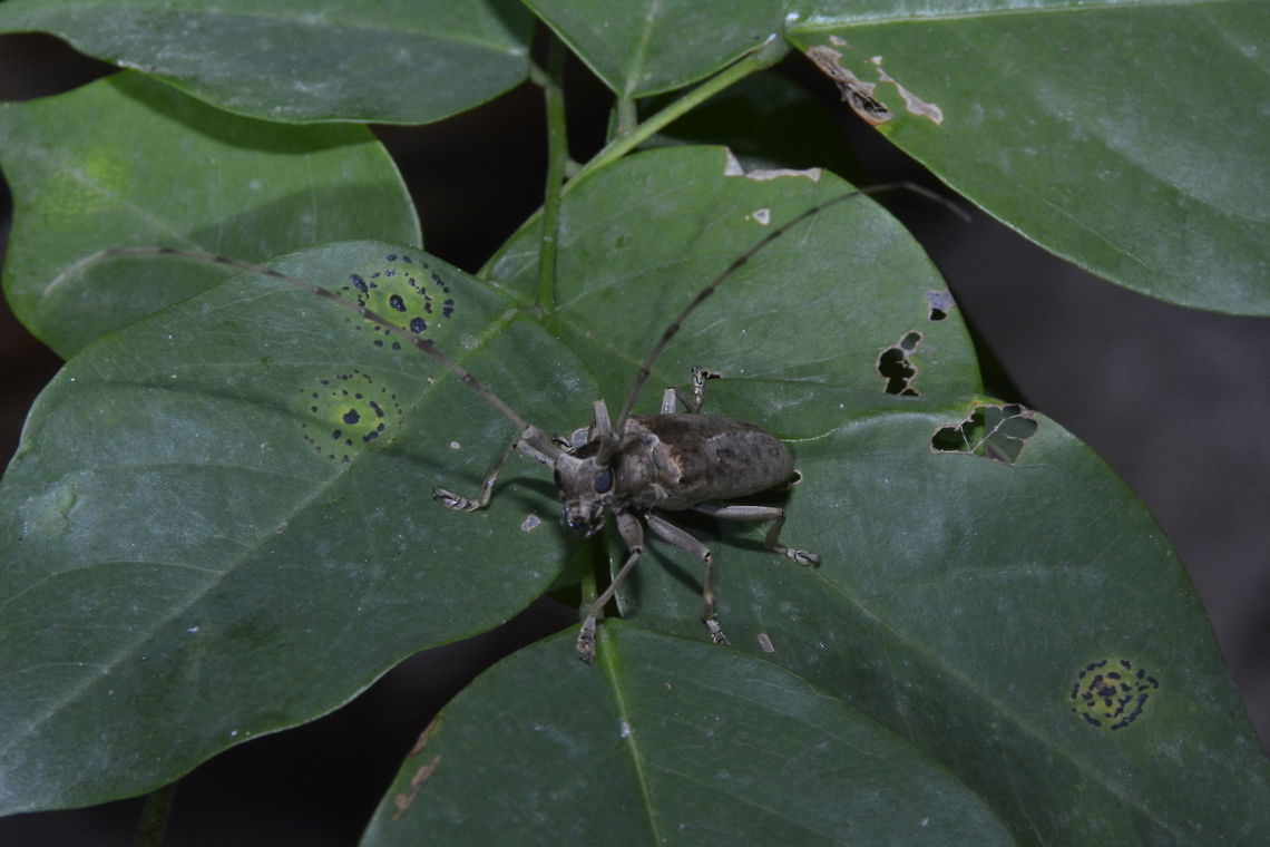 Longhorn Beetle  Beetle,Geotagged,Longhorn Beetle,Palaui,Philippines,Spring,north luzon