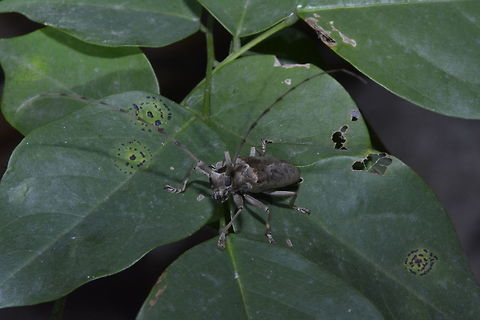 Longhorn Beetle  Beetle,Geotagged,Longhorn Beetle,Palaui,Philippines,Spring,north luzon
