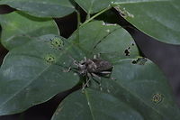 Longhorn Beetle  Beetle,Geotagged,Longhorn Beetle,Palaui,Philippines,Spring,north luzon