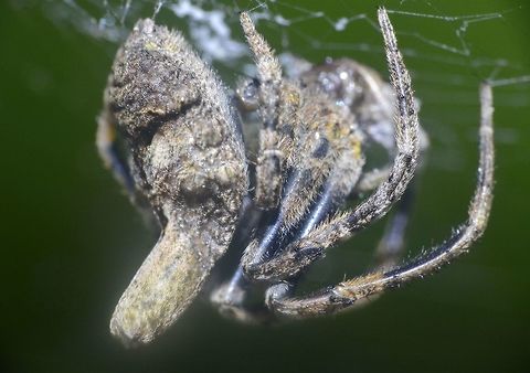 Spider with odd-shaped abdomen - Poltys sp (?) I was told this could be from the genus Poltys, a type of Twig Spider, but is not sure. Geotagged,Palaui,Philippines,Spider,Spring,north luzon