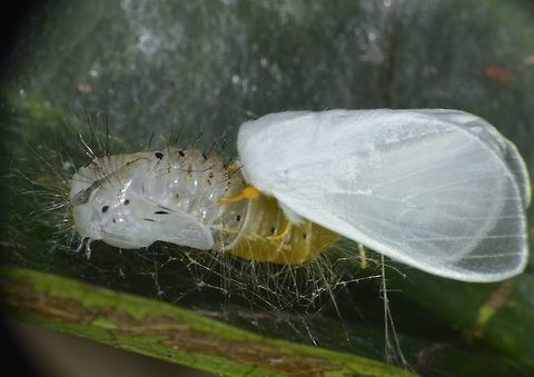 Tussock Moth - Lymantriinae A freshly e-close Tussock Moth from the sub-family Lymantriinae. Geotagged,Lymantriinae,Moth,Palaui,Philippines,Spring,Tussock Moth,north luzon