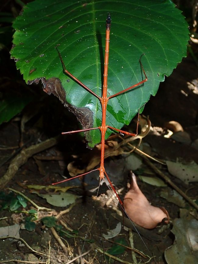 Stick Insect, Phasmid Male Phasmid Geotagged,Phasmid,Philippines,Spring,Stick insect,north luzon