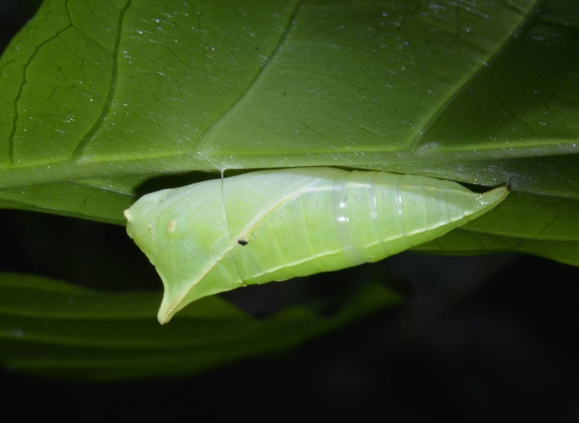 Pupae of Butterfly/Moth  Geotagged,Palaui,Philippines,Pupae,Spring,north luzon