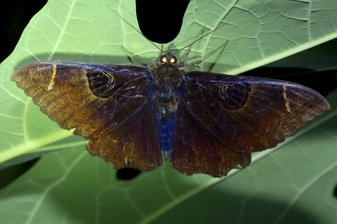 Erebid Moth - Erebus hieroglyphica  API,Erebid moth,Erebus hieroglyphica,Geotagged,Moth,Palaui,Philippines,Spring,north luzon