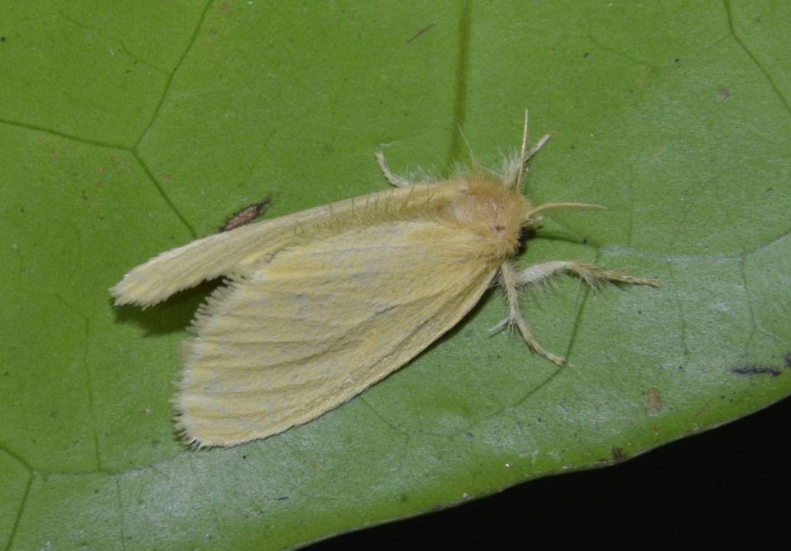 Moth  Geotagged,Moth,Palaui,Philippines,Spring,north luzon