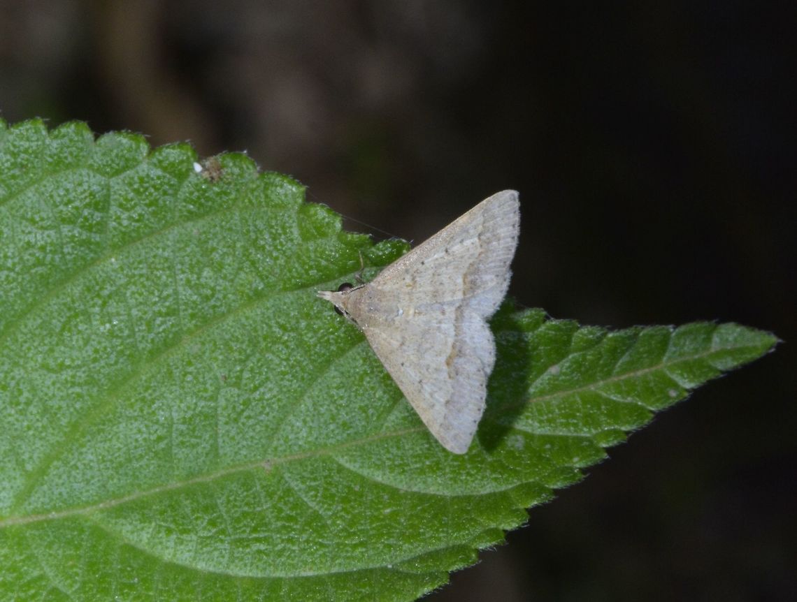 Moth - Gesonia sp Moth, from the genus Gesonia Geotagged,Gesonia,Gesonia sp,Moth,Palaui,Philippines,Spring,north luzon