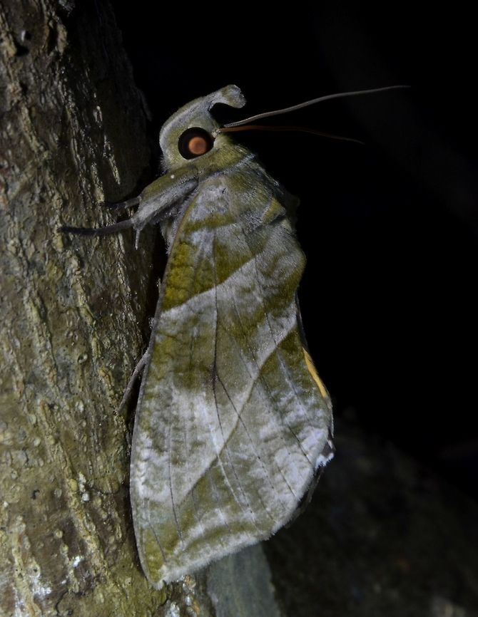 Fruit Piercing Moth - Eudocima cocalus  Cocalus fruit piercing moth,Eudocima cocalus,Geotagged,Moth,Palaui,Philippines,Spring,north luzon