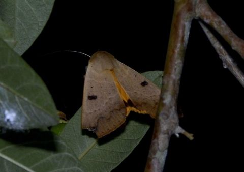 Erebid Moth - Ophiusa sp  Erebid Moth,Geotagged,Moth,Ophiusa,Ophiusa sp,Palaui,Philippines,Spring,north luzon