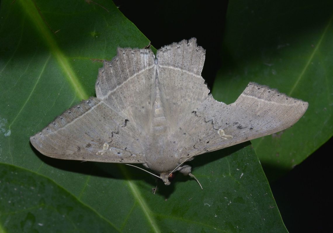 Erebid Moth - Hulodes caranea  Erebid Moth,Geotagged,Hulodes caranea,Moth,Palaui,Philippines,Spring,north luzon