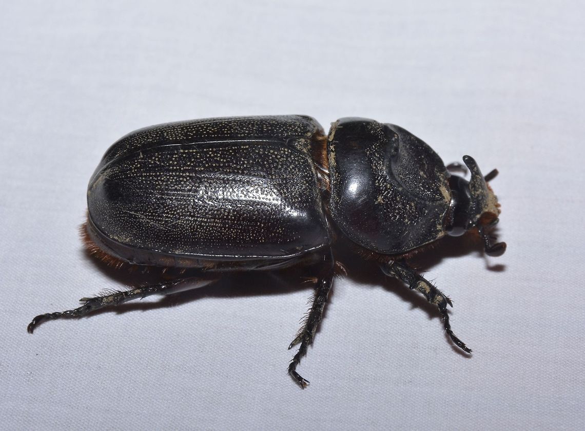 Beetle This Beetle was attracted by the light of the Resort I was staying at. Beetle,Geotagged,Philippines,Spring,St.Ana,north luzon