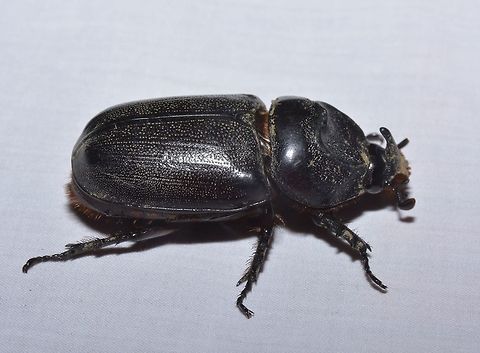 Beetle This Beetle was attracted by the light of the Resort I was staying at. Beetle,Geotagged,Philippines,Spring,St.Ana,north luzon