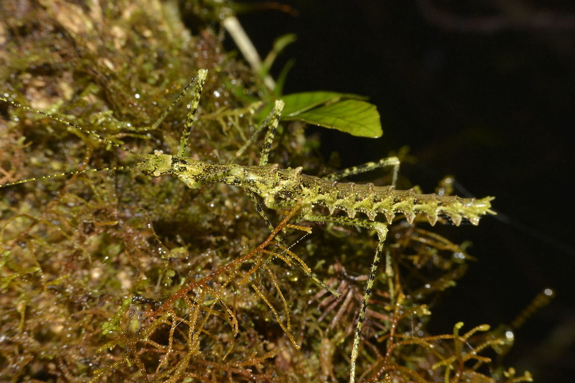 Stick Insect, Phasmid - Otraleus bellemansae This is a female Phasmid of the species Otraleus bellemansae, which was newly described in January 2017.<br />
Species from this genus, Otraleus was previously only found in Sulawesi, Indonesia and described in 1935.<br />
A second species of Otraleus was described from Malaysia in 2016.<br />
<br />
This picture is the green variation of the species.  The brown variation can be seen here :<br />
<br />
<figure class="photo"><a href="https://www.jungledragon.com/image/48486/stick_insect_phasmid_-_otraleus_bellemansae.html" title="Stick Insect, Phasmid - Otraleus bellemansae"><img src="https://s3.amazonaws.com/media.jungledragon.com/images/2994/48486_thumb.JPG?AWSAccessKeyId=05GMT0V3GWVNE7GGM1R2&Expires=1759968010&Signature=3dPdyvFIGwLnEHYfRlqDAM%2Bf3TM%3D" width="200" height="134" alt="Stick Insect, Phasmid - Otraleus bellemansae This is the brown variation of a female Phasmid of the species Otraleus bellemansae.<br />
The green variation can be seen here :<br />
<br />
https://www.jungledragon.com/image/48485/stick_insect_phasmid_-_otraleus_bellemansae.html<br />
<br />
 Geotagged,Otraleus bellemansae,Phasmid,Philippines,Spring,Stick Insect,north luzon" /></a></figure><br />
<br />
With the latest description, 4 species of Otraleus were added, all from Philippines. Geotagged,Otraleus bellemansae,Phasmid,Philippines,Spring,Stick insect,north luzon