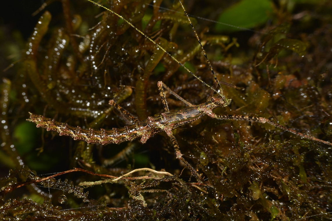 Stick Insect, Phasmid - Otraleus bellemansae This is the brown variation of a female Phasmid of the species Otraleus bellemansae.<br />
The green variation can be seen here :<br />
<br />
<figure class="photo"><a href="https://www.jungledragon.com/image/48485/stick_insect_phasmid_-_otraleus_bellemansae.html" title="Stick Insect, Phasmid - Otraleus bellemansae"><img src="https://s3.amazonaws.com/media.jungledragon.com/images/2994/48485_thumb.JPG?AWSAccessKeyId=05GMT0V3GWVNE7GGM1R2&Expires=1767225610&Signature=yj%2BQbzZnNWFI7%2BkvAq9zopvwMrE%3D" width="200" height="134" alt="Stick Insect, Phasmid - Otraleus bellemansae This is a female Phasmid of the species Otraleus bellemansae, which was newly described in January 2017.<br />
Species from this genus, Otraleus was previously only found in Sulawesi, Indonesia and described in 1935.<br />
A second species of Otraleus was described from Malaysia in 2016.<br />
<br />
This picture is the green variation of the species.  The brown variation can be seen here :<br />
<br />
https://www.jungledragon.com/image/48486/stick_insect_phasmid_-_otraleus_bellemansae.html<br />
<br />
With the latest description, 4 species of Otraleus were added, all from Philippines. Geotagged,Otraleus bellemansae,Phasmid,Philippines,Spring,Stick insect,north luzon" /></a></figure><br />
<br />
 Geotagged,Otraleus bellemansae,Phasmid,Philippines,Spring,Stick Insect,north luzon