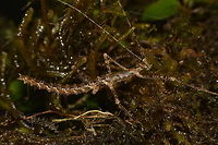 Stick Insect, Phasmid - Otraleus bellemansae This is the brown variation of a female Phasmid of the species Otraleus bellemansae.<br />
The green variation can be seen here :<br />
<br />
https://www.jungledragon.com/image/48485/stick_insect_phasmid_-_otraleus_bellemansae.html<br />
<br />
 Geotagged,Otraleus bellemansae,Phasmid,Philippines,Spring,Stick Insect,north luzon