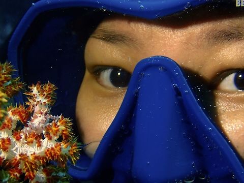 Eyes on the Candy The Soft Coral Crab - Hoplophrys oatesi, also known as the Candy Crab for its colours.
This Crab lives among the colourful soft corals and will even pluck a small branch of the soft coral to decorate its carapace for better camouflage.

In the picture, a diver is admiring closely the beautifully camouflaged crab. Anilao,Batangas,Candy Crab,Geotagged,Hoplophrys oatesi,Philippines,Soft Coral Crab,Winter