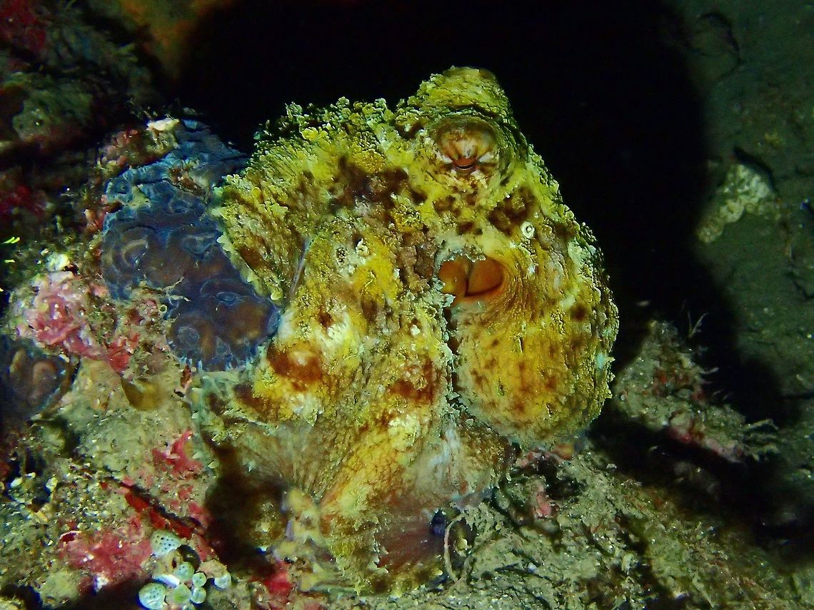 Reef/Day Octopus The Reef Octopus - Octopus cyanea is also known as Day Octopus as they are often seen during day time.<br />
The can camouflage very well in their surrounding, making their appearance not only smooth, but also with appendages to make themselves looks like rocks or corals. Anilao,Batangas,Big Blue Octopus,Day Octopus,Geotagged,Octopus,Octopus cyanea,Philippines,Reef Octopus,Winter