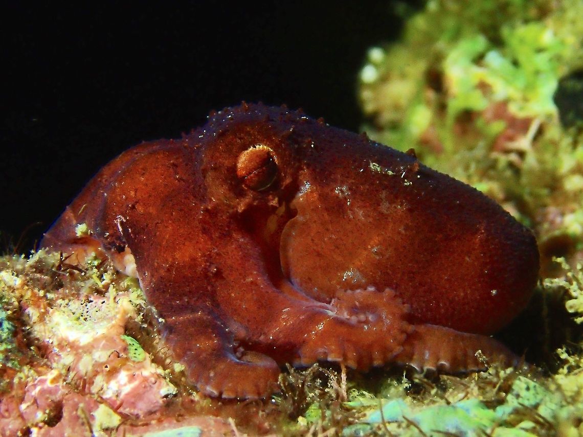 Starry Night Octopus This Starry Night Octopus - Octopus luteus are usually seen only during night time when they come out to hunt and feed.  They don&#039;t change their colours too much, mostly brown to reddish.<br />
This picture shows a juvenile, body size of around 5 cm. Anilao,Batangas,Geotagged,Octopus,Octopus luteus,Philippines,Starry night octopus,Winter