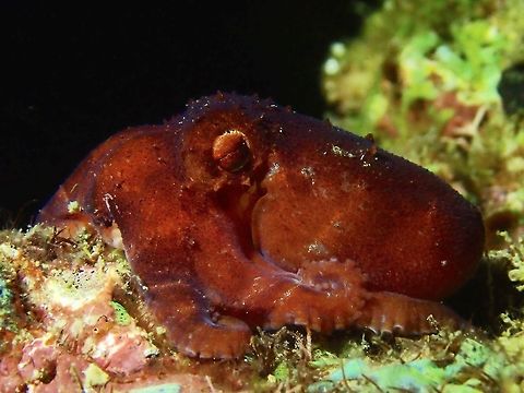 Starry Night Octopus This Starry Night Octopus - Octopus luteus are usually seen only during night time when they come out to hunt and feed.  They don't change their colours too much, mostly brown to reddish.
This picture shows a juvenile, body size of around 5 cm. Anilao,Batangas,Geotagged,Octopus,Octopus luteus,Philippines,Starry night octopus,Winter