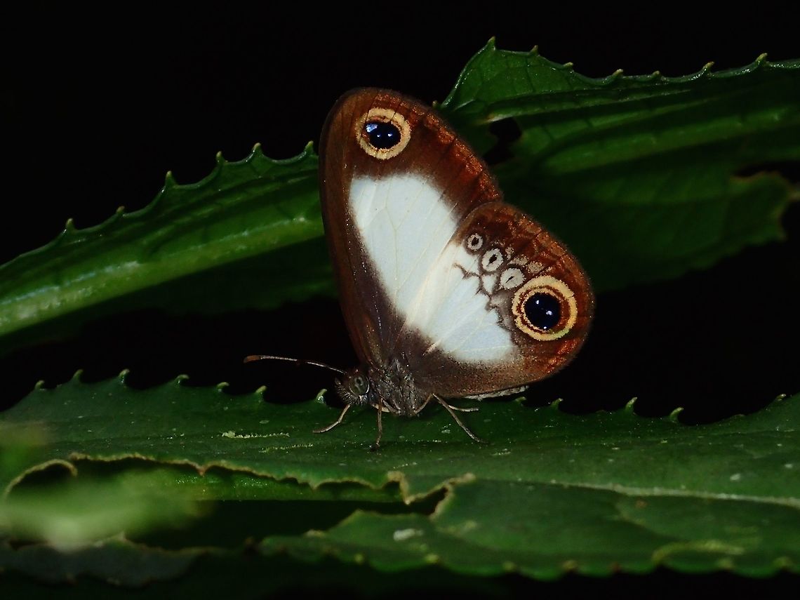 Pale Ringlet - Acrophtalmia artemis The ID I was given for this Butterfly was most likely a sub-species Acrophtalmia artemis artemis. Acrophtalmia artemis,Butterfly,Geotagged,Imugan,Nueva Vizcaya,Pale Ringlet,Philippines,Winter