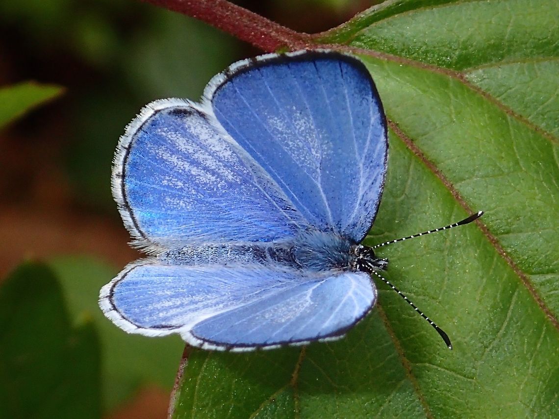 Hedge Blue - Udara dilectissima luzona This Hedge Blue - Udara dilectissima luzona is a sub-species known from Luzon Island, Philippines.<br />
The other sub-species, Udara dilectissima dilectissima is recorded from Borneo. Butterfly,Geotagged,Hedge Blue,Imugan,Nueva Vizcaya,Philippines,Udara dilectissima,Udara dilectissima luzona,Winter