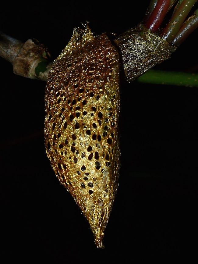 Golden Basket Cocoon Saw this Golden coloured cocooon which looks like a 'basket' during a night walk.<br />
Got the ID from Philippines Lepidoptera group.  It is the cocoon of Actias philippinica a Luna/Moon Moth<br />
<br />
Adults of this Moths can be seen at Philippines Lepidoptera's website :<br />
<br />
<a href="http://philepidoptera.wixsite.com/moths/saturniidae-giant-silkworm-moths" rel="nofollow">http://philepidoptera.wixsite.com/moths/saturniidae-giant-silkworm-moths</a><br />
 Actias philippinica,Cocoon,Geotagged,Imugan,Moth,Nueva Vizcaya,Philippines,Winter,moth week 2018