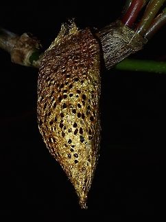 Golden Basket Cocoon Saw this Golden coloured cocooon which looks like a 'basket' during a night walk.
Got the ID from Philippines Lepidoptera group.  It is the cocoon of Actias philippinica a Luna/Moon Moth

Adults of this Moths can be seen at Philippines Lepidoptera's website :

http://philepidoptera.wixsite.com/moths/saturniidae-giant-silkworm-moths
 Actias philippinica,Cocoon,Geotagged,Imugan,Moth,Nueva Vizcaya,Philippines,Winter,moth week 2018