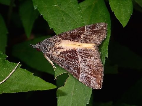 Hypena Snout Moth - Dichromia sp.  Dichromia,Dichromia sp,Geotagged,Hypena Snout Moth,Imugan,Moth,Nueva Vizcaya,Philippines,Winter