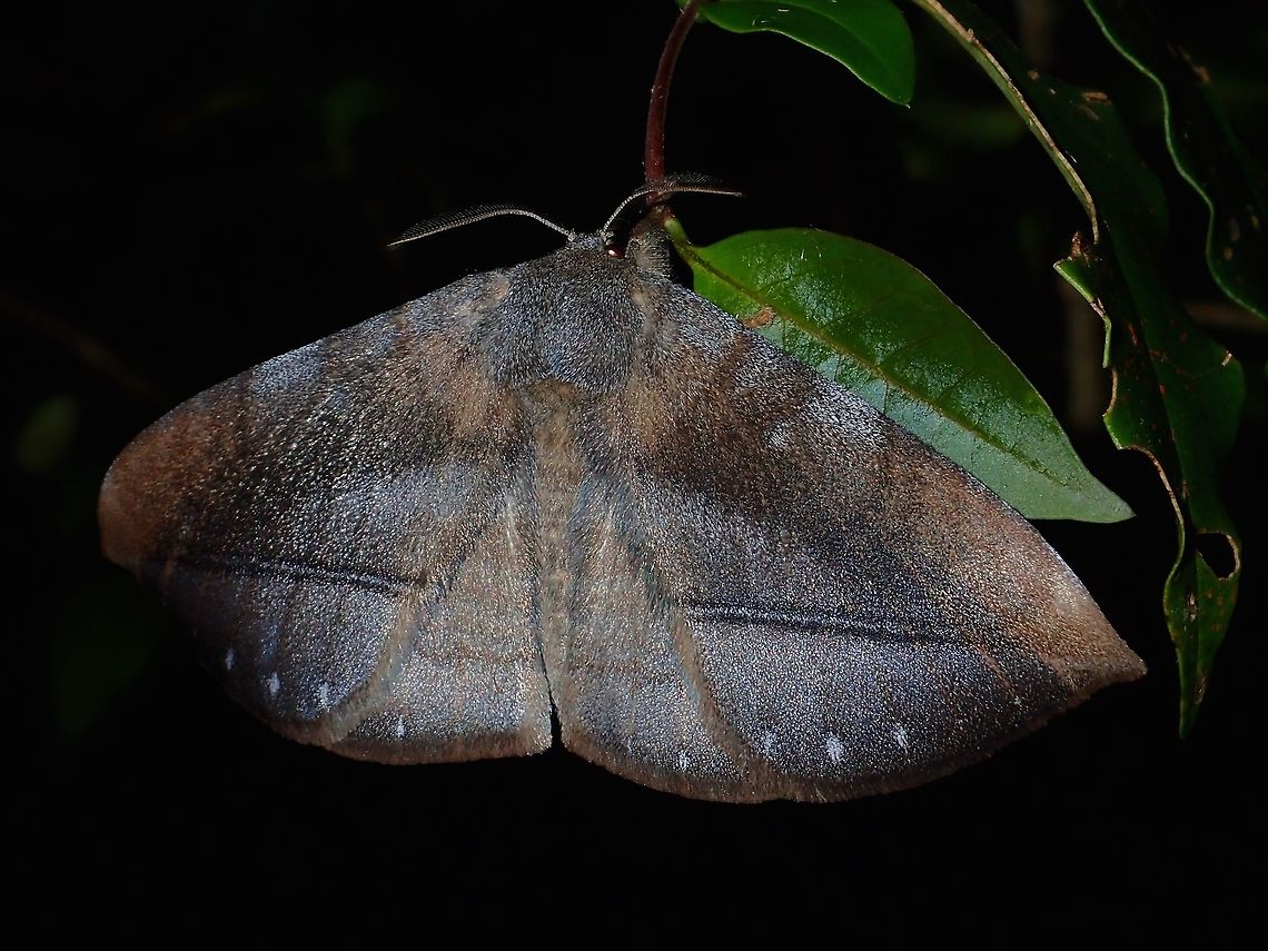 Monkey Moth - Ganisa similis  Ganisa similis,Geotagged,Imugan,Monkey Moth,Moth,Nueva Vizcaya,Philippines,Winter