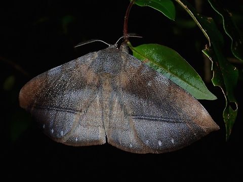 Monkey Moth - Ganisa similis  Ganisa similis,Geotagged,Imugan,Monkey Moth,Moth,Nueva Vizcaya,Philippines,Winter