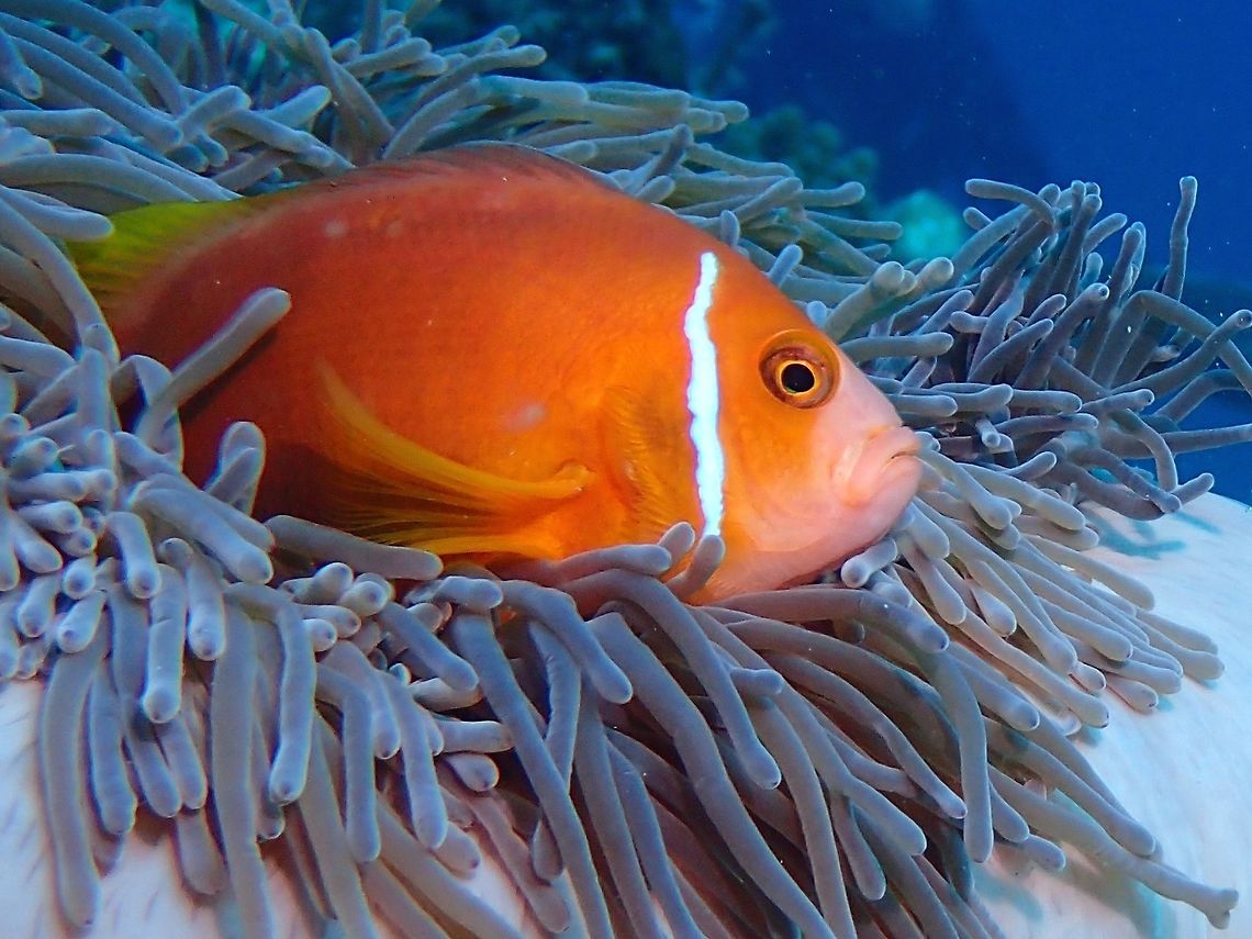 Maldivian Clown The Maldive Anemonefish - Amphiprion nigripes is characterized by its rusty orange color with a single white stripe running vertically just behind the eye. It has black pelvic and anal fins (hence the common name), and a variable area on its belly can be more or less black. Depending on geographic location, some fishes can be orangeish-yellow with an anal fin which is not black, but the same color as the body Amphiprion nigripes,Clownfish,Fish,Geotagged,Maldive Anemonefish,Maldives,Maldivian Clownfish,Winter