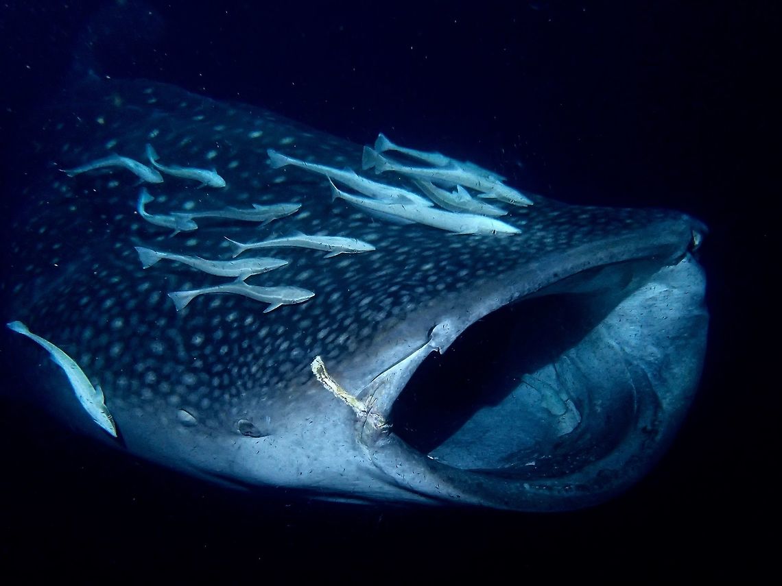 Open Wide Whale Sharks - Rhincodon typus are filter feeders.  They feeds by opening their mouth and gulping in water filled with planktons and as the water/planktons passes through their gills, the planktons are captured.<br />
<br />
This Whale Shark showed up to feed behind our Boat at night when we put a bright light to attracts planktons at night. Geotagged,Maldives,Rhincodon typus,Shark,Whale shark,Winter