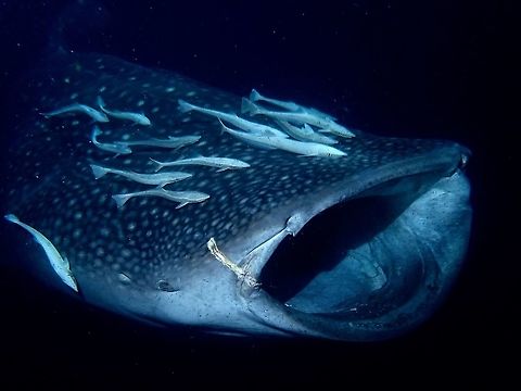 Open Wide Whale Sharks - Rhincodon typus are filter feeders.  They feeds by opening their mouth and gulping in water filled with planktons and as the water/planktons passes through their gills, the planktons are captured.

This Whale Shark showed up to feed behind our Boat at night when we put a bright light to attracts planktons at night. Geotagged,Maldives,Rhincodon typus,Shark,Whale shark,Winter