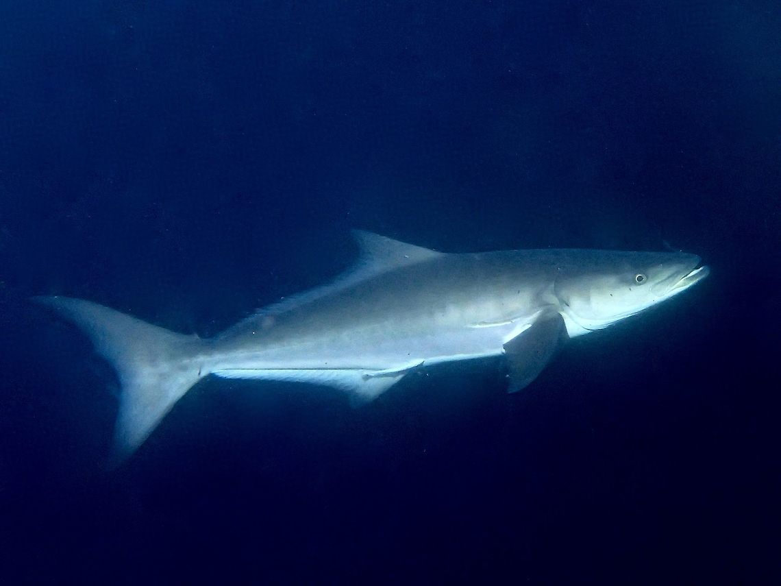 Cobia - Rachycentron canadum The Cobia - Rachycentron canadum is a species of perciform marine fish, the only representative of the genus Rachycentron and the family Rachycentridae. Other common names include black kingfish, black salmon, ling, lemonfish, crabeater, prodigal son and black bonito.<br />
<br />
Attaining a maximum length of 2 m (78 in) and maximum weight of 78 kg (172 lb), the Cobia has an elongated fusiform (spindle-shaped) body and a broad, flattened head. The eyes are small and the lower jaw projects slightly past the upper. Fibrous villiform teeth line the jaws, the tongue, and the roof of the mouth. The body of the fish is smooth with small scales. It is dark brown in color, grading to white on the belly with two darker brown horizontal bands on the flanks. The stripes are more prominent during spawning, when they darken and the background color lightens.<br />
<br />
The large pectoral fins are normally carried horizontally, perhaps helping the fish attain the profile of a shark. The first dorsal fin has six to 9 independent, short, stout, sharp spines. The family name Rachycentridae, from the Greek words rhachis (&quot;spine&quot;) and kentron (&quot;sting&quot;), was inspired by these dorsal spines. The mature Cobia has a forked, slightly lunated tail, which is usually dark brown. The fish lacks a swim bladder. The juvenile cobia is patterned with conspicuous bands of black and white and has a rounded tail. The largest cobia taken on rod and reel came from Shark Bay, Australia, and weighed 60 kg (135 lb).<br />
<br />
There 2 of this Cobia that was escorting one Whale Shark that showed up behind our Boat at night. Cobia,Fish,Geotagged,Maldives,Rachycentron canadum,Winter
