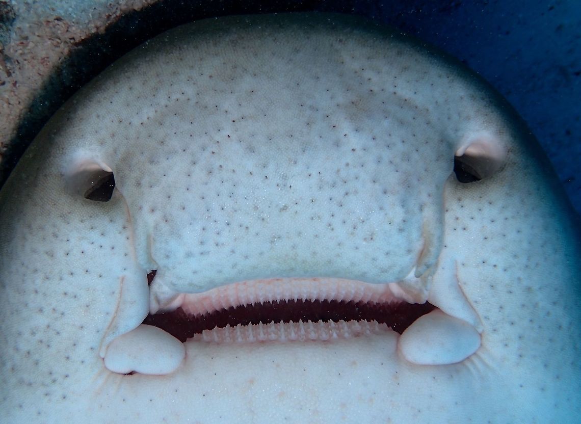 Not all Sharks have scary teeth This is a close up of a female Zebra Shark - Stegostoma fasciatum.  She was lying upside down when we found her, with a male Zebra Shark biting her tail, in a &#039;courting ritual&#039; of Zebra Shark.<br />
<br />
The zebra shark feeds primarily on shelled molluscs, though it also takes crustaceans, small bony fishes, and possibly sea snakes. The slender, flexible body of this shark allows it to wriggle into narrow holes and crevices in search of food, while its small mouth and thickly muscled buccal cavity allow it to create a powerful suction force with which to extract prey. Geotagged,Maldives,Shark,Stegostoma fasciatum,Winter,Zebra Shark