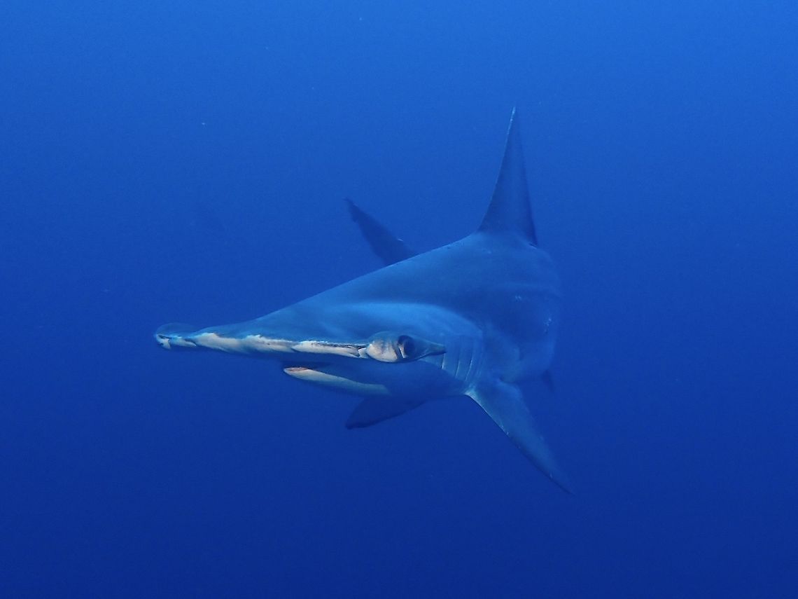 Scalloped Hammerhead Shark The scalloped Hammerhead Shark (Sphyrna lewini) is a species of hammerhead shark, and part of the family Sphyrnidae. Originally known as Zygaena lewini, the name of its genus was later renamed to its current name. The Greek word sphyrna translates into "hammer" in English, referring to the shape of this shark's head. The most distinguishing characteristic of this shark, as in all hammerheads, is the 'hammer' on its head. The shark's eyes and nostrils are at the tips of the extensions. This is a fairly large hammerhead, though is smaller than both the great and smooth hammerheads<br />
<br />
During a dive where we were on the look out for Tiger Sharks and Silver Tip Sharks, this particular Hammerhead Shark swam directly towards me, I was taken by surprise but manage to get one clear picture of it and it went off the moment the flash on my strobe light went off :D Geotagged,Hammerhead Shark,Maldives,Scalloped hammerhead,Shark,Sphyrna lewini,Summer
